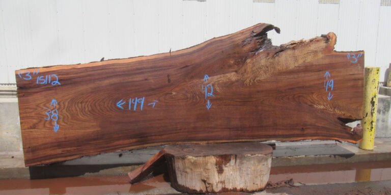 American Elm Slab
